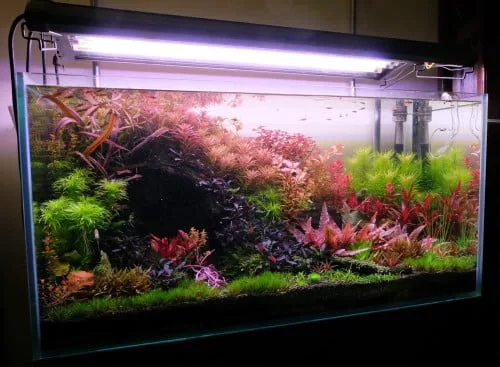 led lights grow plants in an aquarium