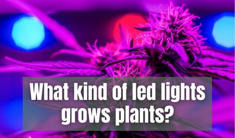 What kind of led lights grows plants