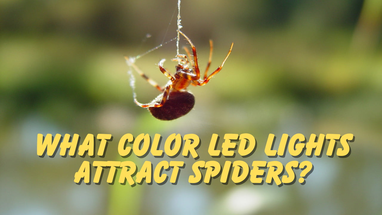 What Color LED Lights Attract Spiders?